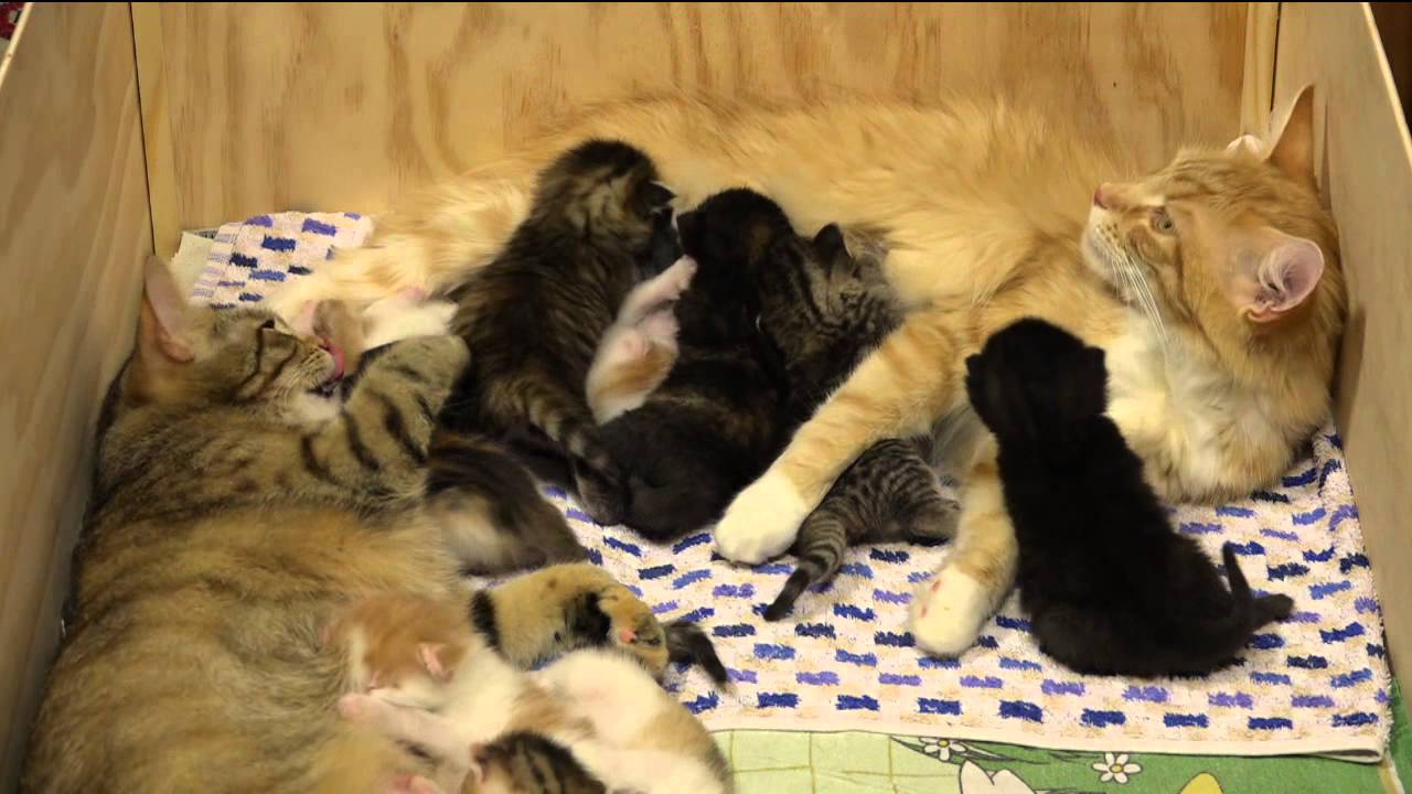 14 Kittens!!! 2 weeks old.,