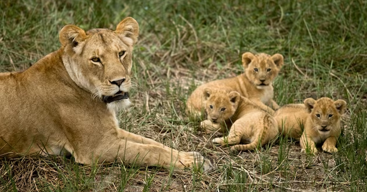 Lion Mother Defends Newborn Cubs Against Intruding Female,