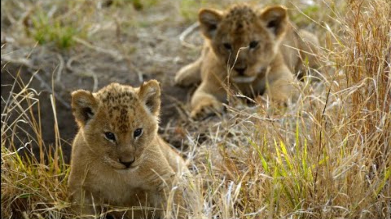 September 20, the morning of the two-month-old baby lion,