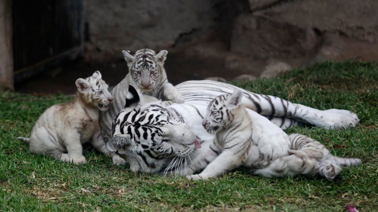 This White Tiger Is Gonna Protect Her Cubs 