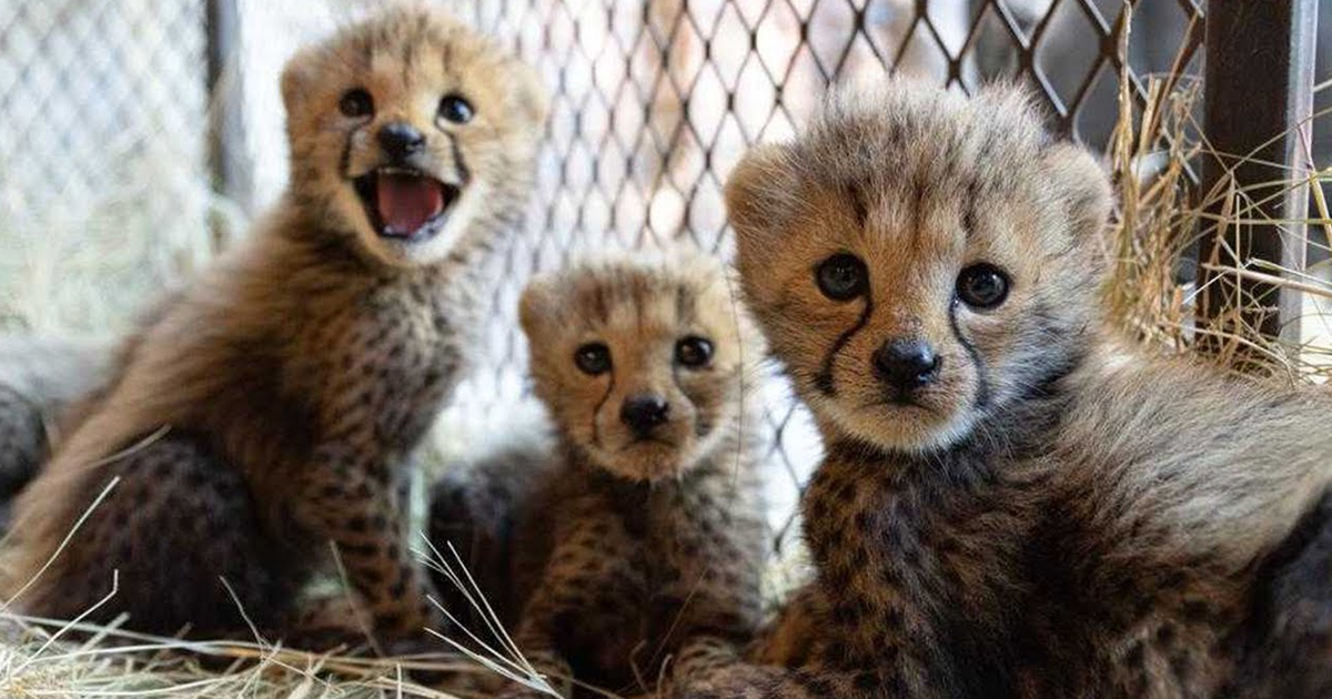 Baby cheetahs make a home at the sanctuary (click to watch video)