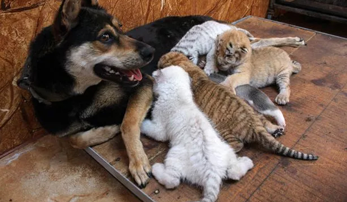 Dog Nurses Rare Chinese Liger Cubs,