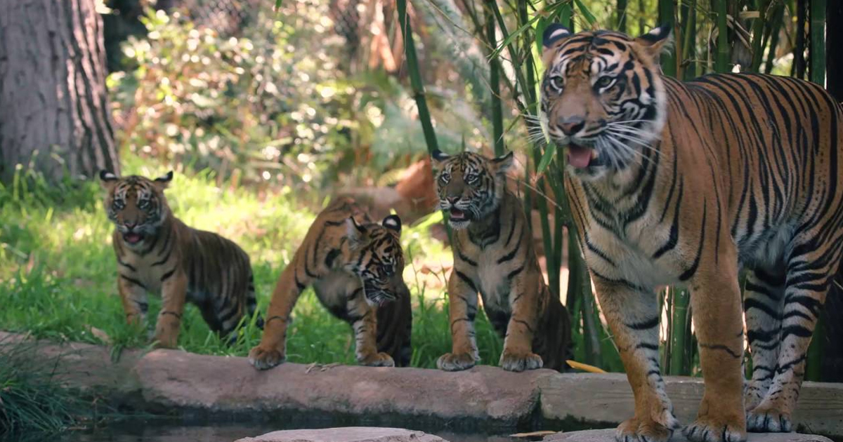 Tiger Cubs Playing With Mom