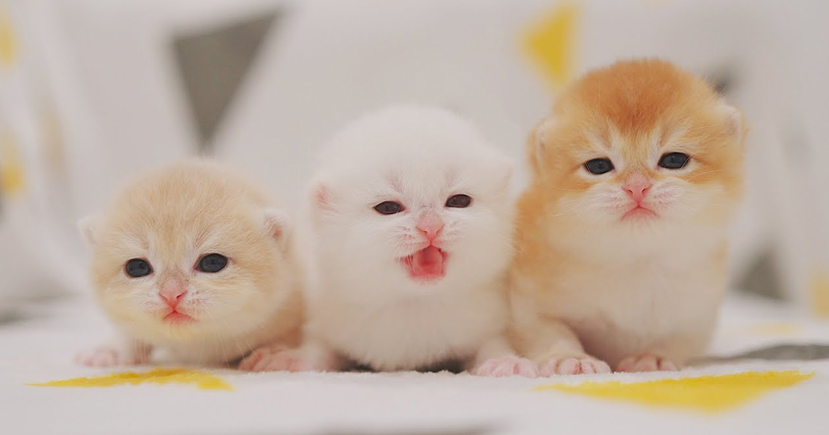 Cute Kittens Make Me Dont Want To Do Anything😅