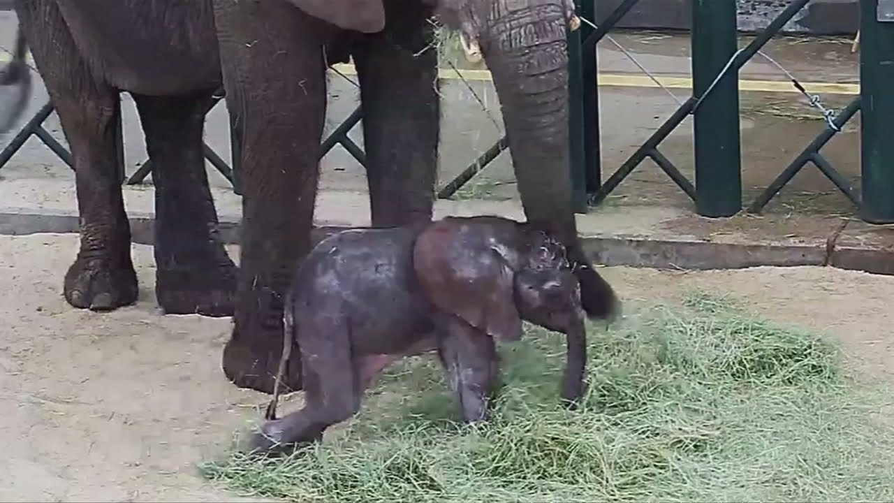 Baby elephant born to rescued mum at Dallas Zoo,