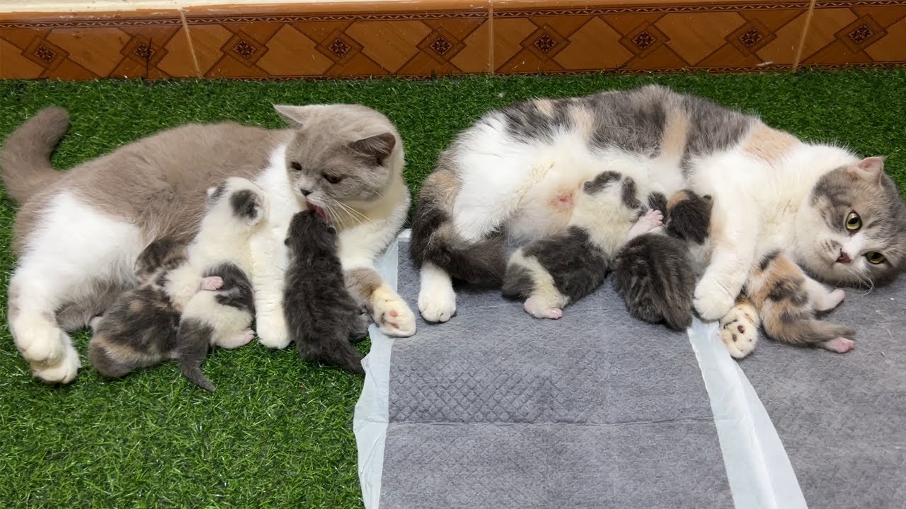 Cat Giving Birth: kittens 8 days old - The father cat helps the mother ...