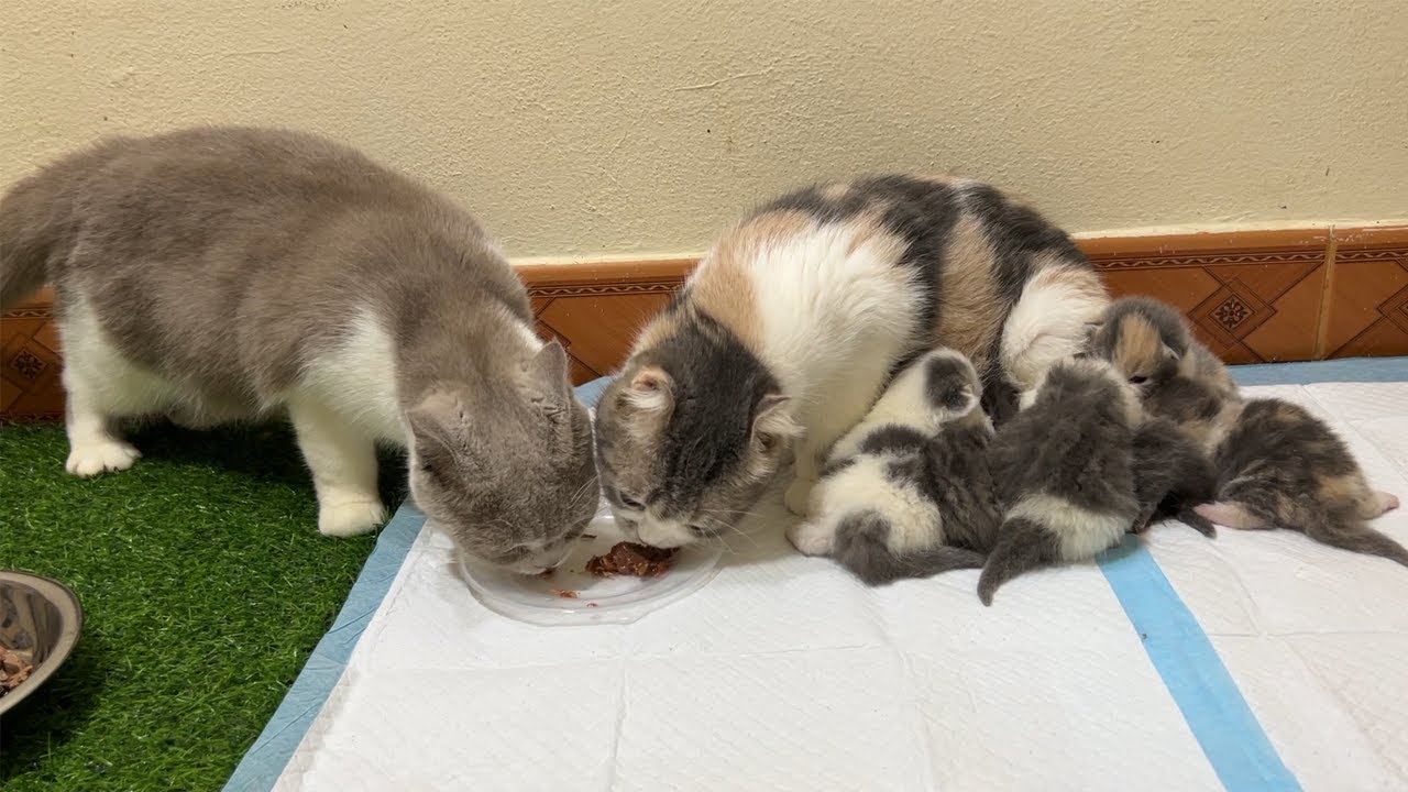 Cat Giving Birth: 6 kittens 12 days old - The mother cat eats while ...