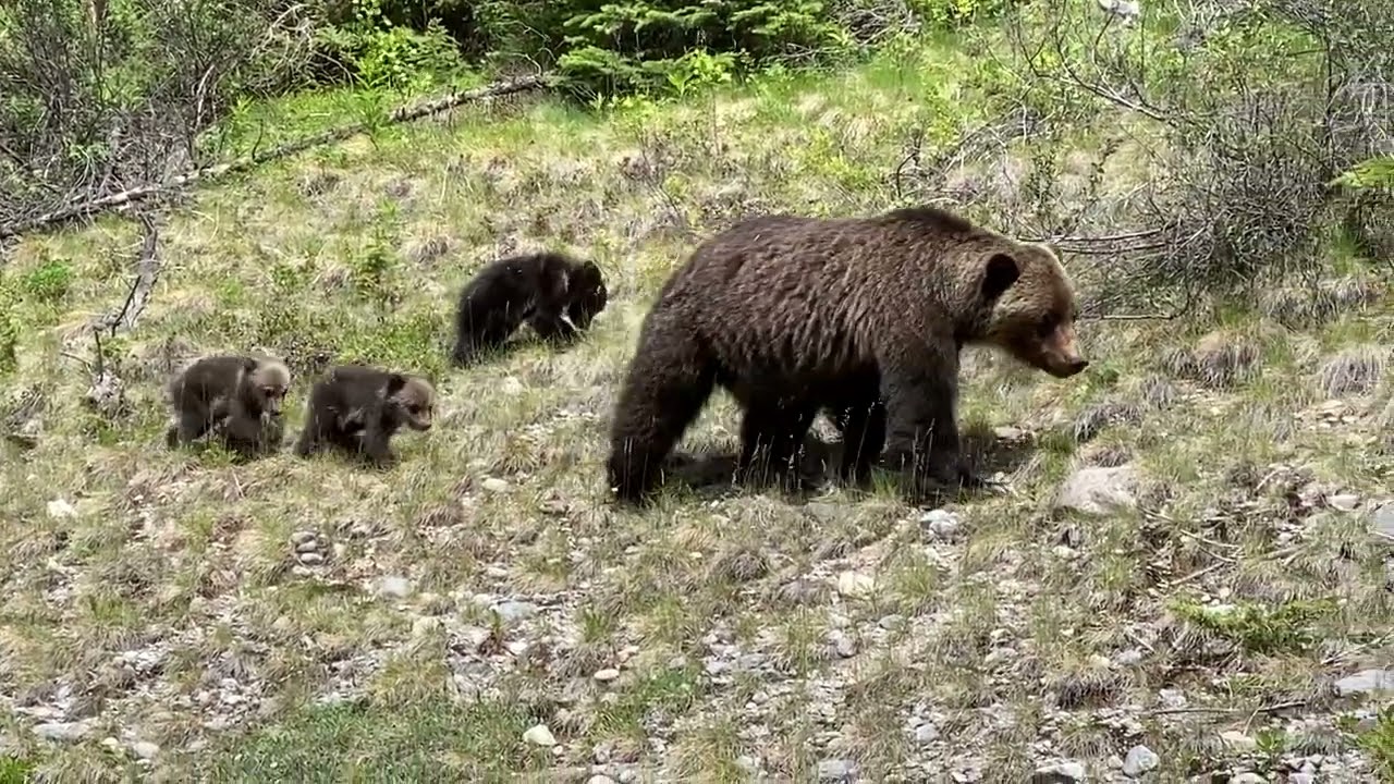 Amazing Grizzly Bears Mama Bear and three Cubs in Canada British ...