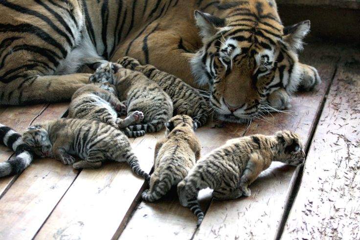 newborn tigers