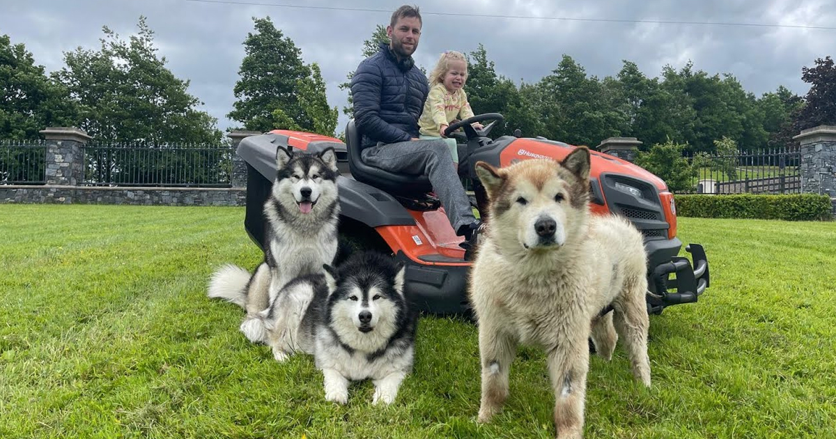 We Got Another Husky! The Dogs Go Crazy! (Cutest Ever Reaction!!)