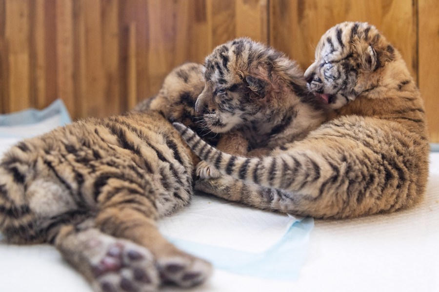 Tiger Cubs 1st Year at Yorkshire Wildlife Park,