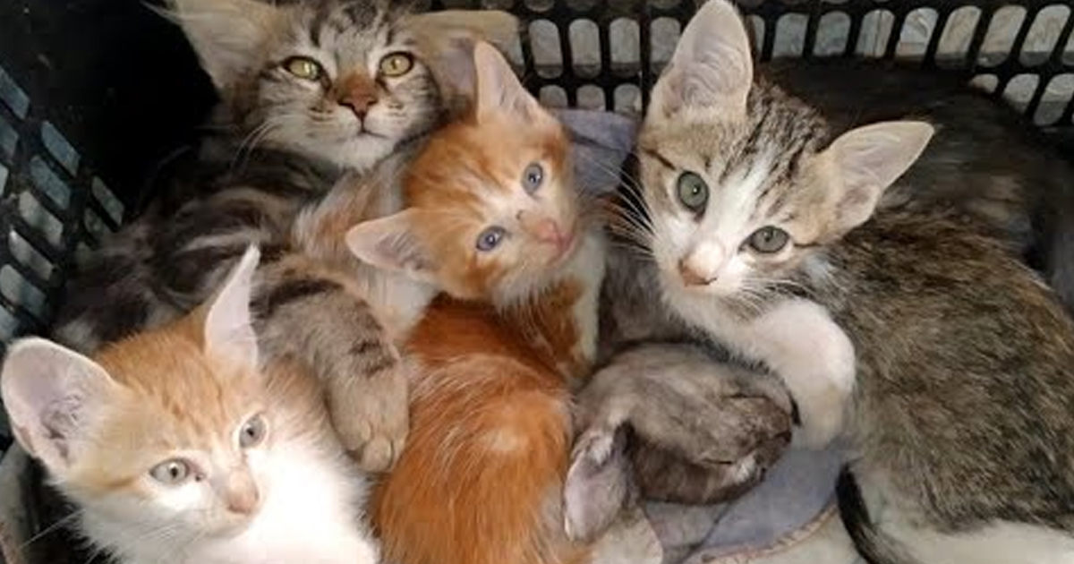 Kittens Are Sleeping Together In When Mom Cat Don't Sleep With Them 