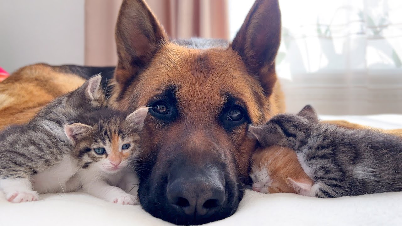 Cute Tiny Kittens and Adorable German Shepherd,