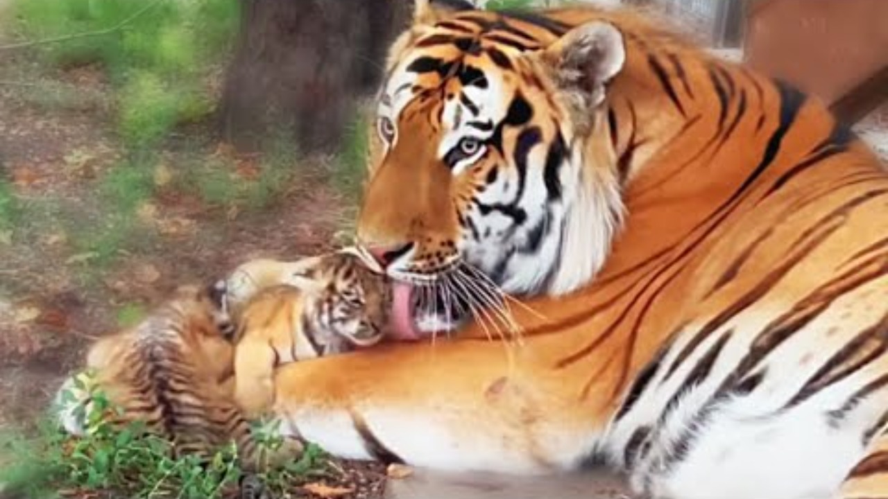 DAD tiger licks the LITTLE tiger cubs!,