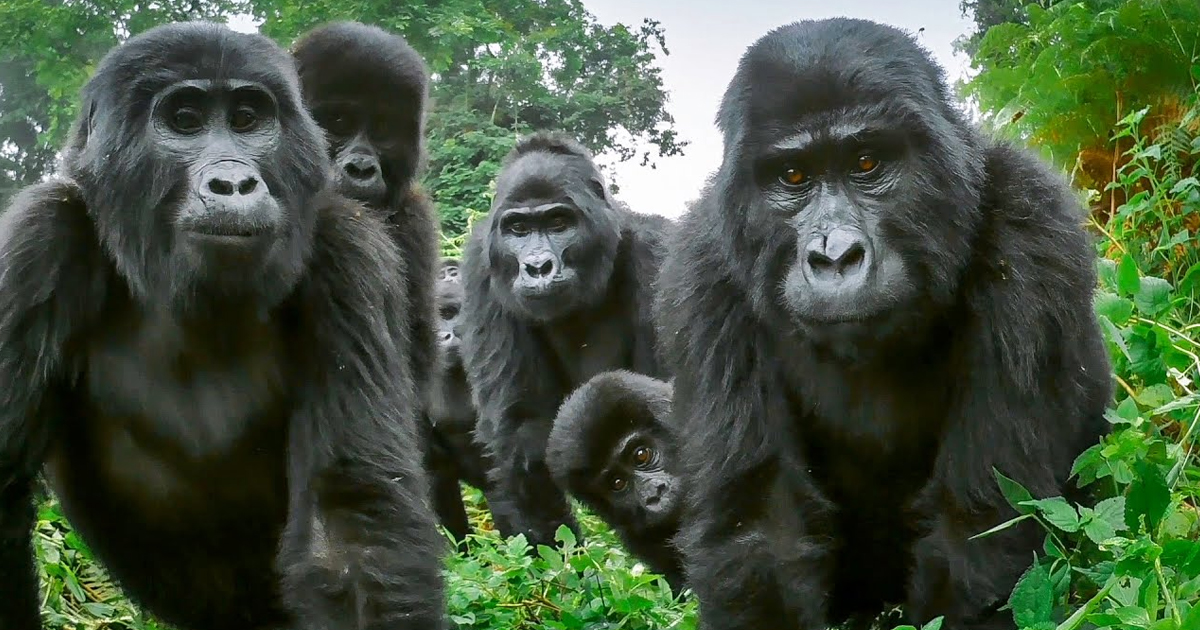 Spy Gorilla Comes Face To Face With Alpha Silverback