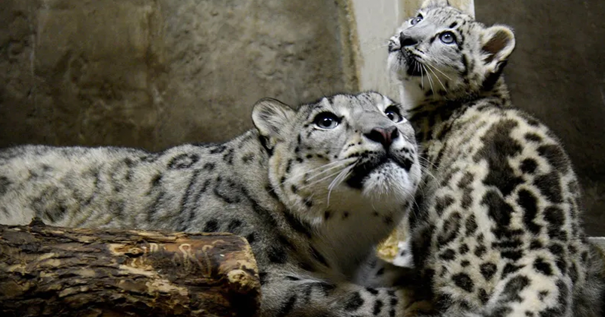 Snow Leopard Cub Makes Public Debut At Brookfield Zoo