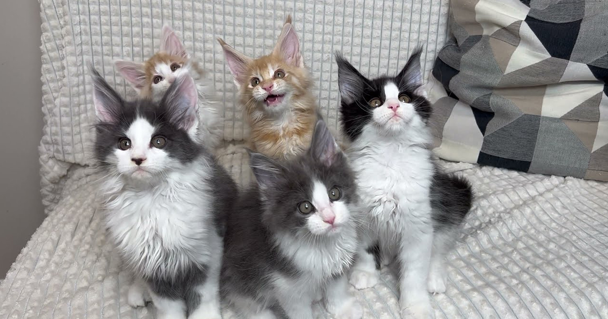 Cute Maine coon kittens make you smile (click to watch video)