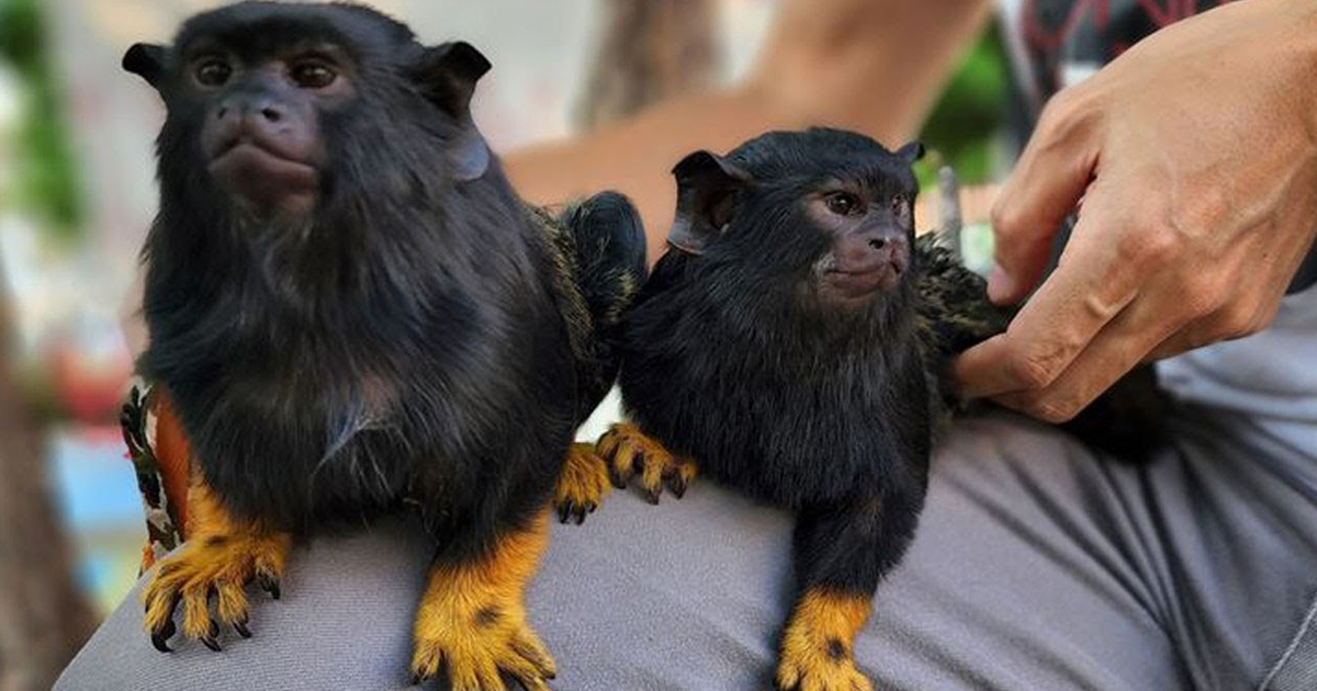 So Adorable Tamarin - Cutest Black Tamarin