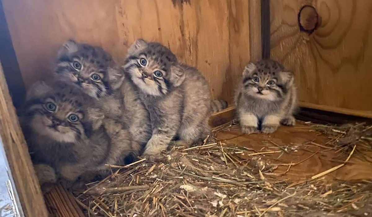 beautiful Pallas cat family,