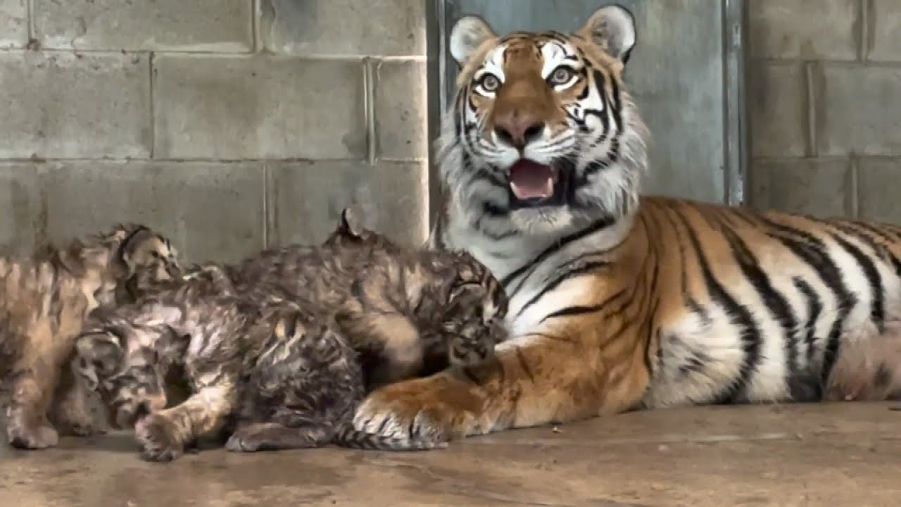 Critically Endangered Siberian Tiger Cubs Born,