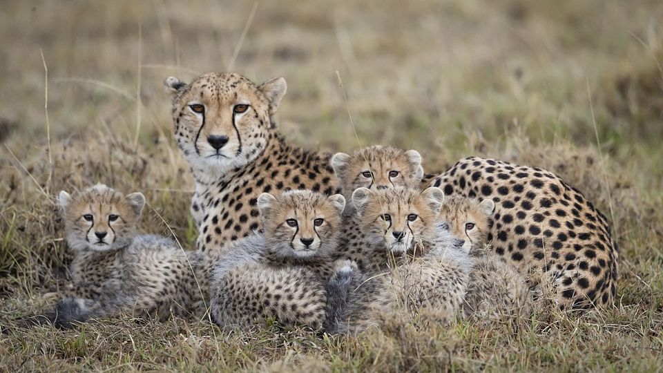 Baby Cheetah cubs born at ZSL Whipsnade zoo,