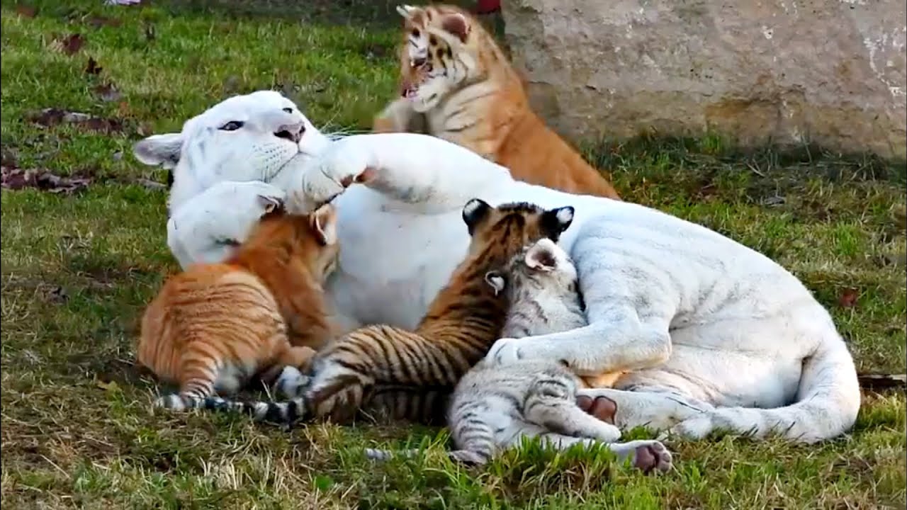 Cute Tiger babies playing over resting mother White Tiger🐯,