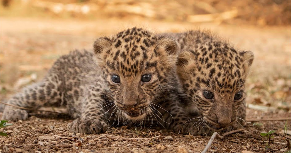 Rescued Leopard Cubs Reunited With Their Mother