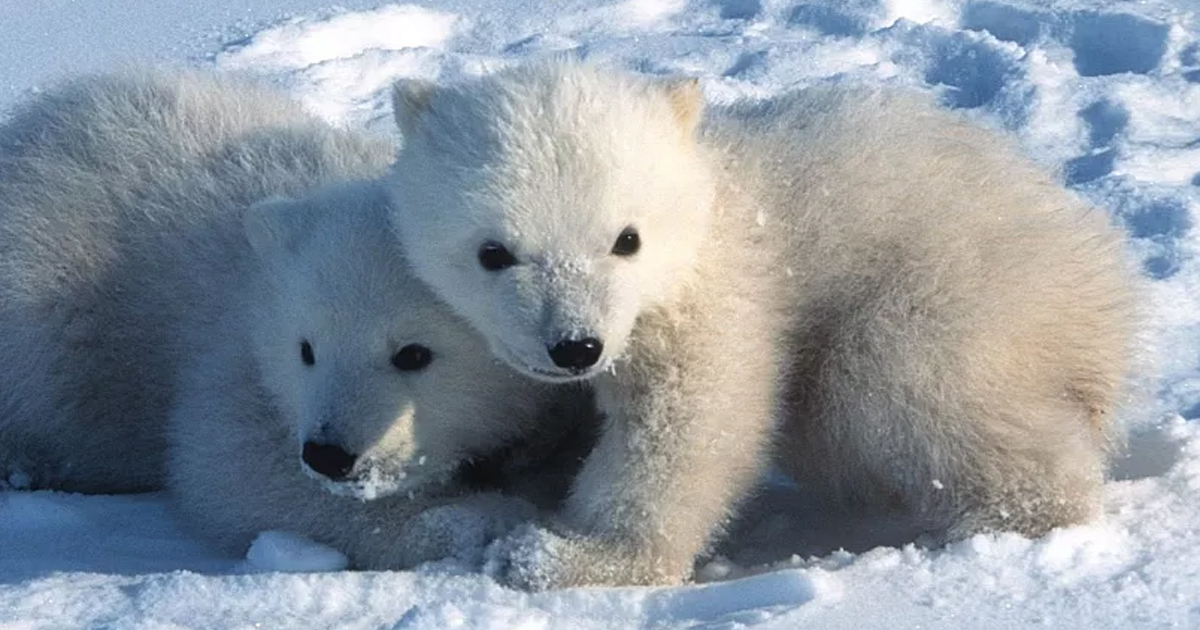 polar bear cubs play full,