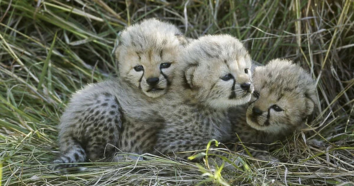 Precious baby Cheetahs,