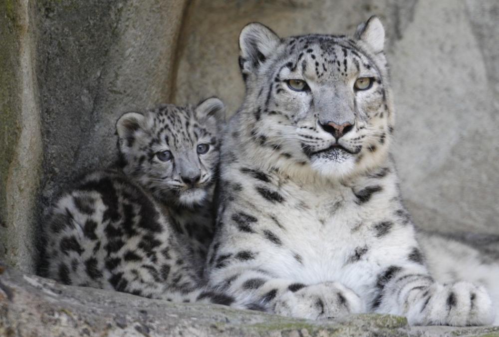 Baby snow leopards playing,