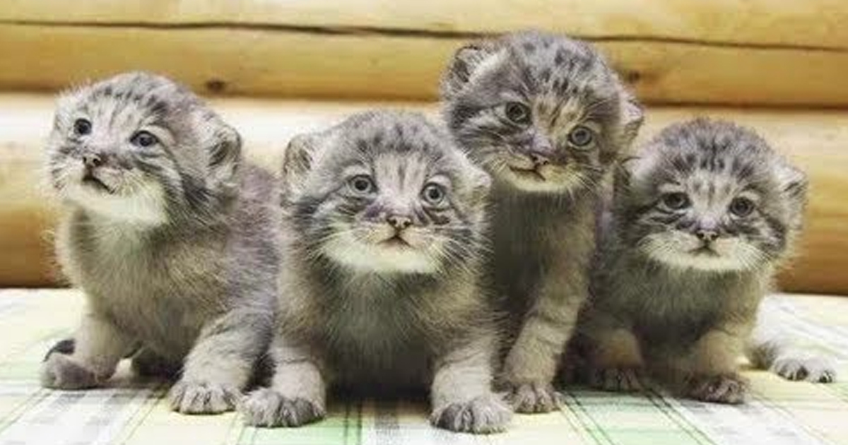 The Farmer Found Abandoned Kittens, But It Turned Out That They Were ...