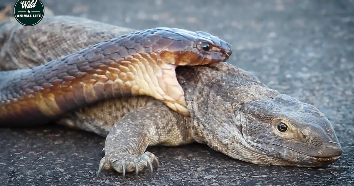 King Cobra Trying To Eat Giant Monitor Lizard And Get The End - Animal ...