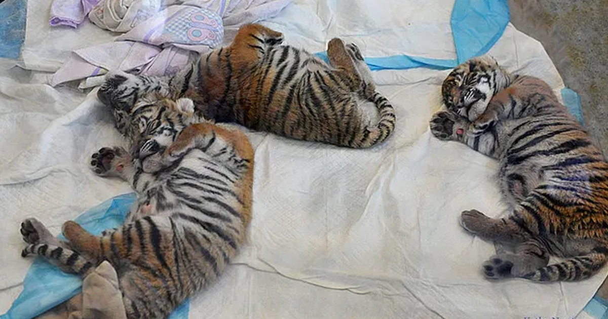 Tiger Cubs are Growing Up Fast,