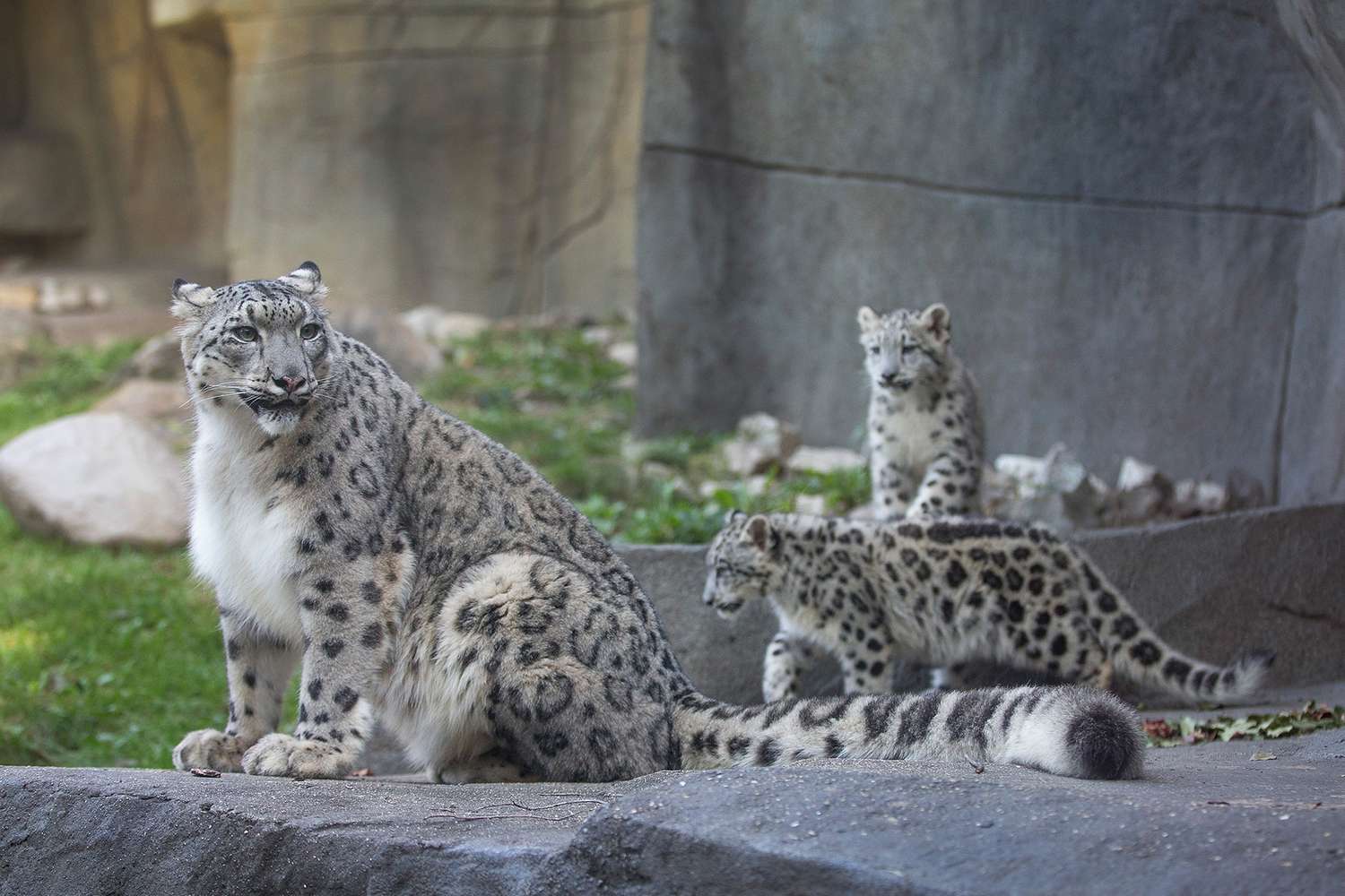 Snow leopard cubs make public debut at Bronx Zoo,