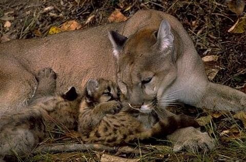 Newborn Puma Cubs Named Messi Neymar and Suarez,