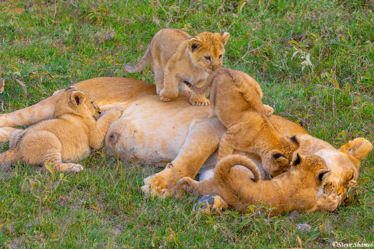 Lion Cubs chilling while Mama lioness having a meal in the Serengeti,