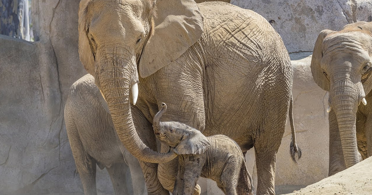 Baby Elephant Meets His Herd