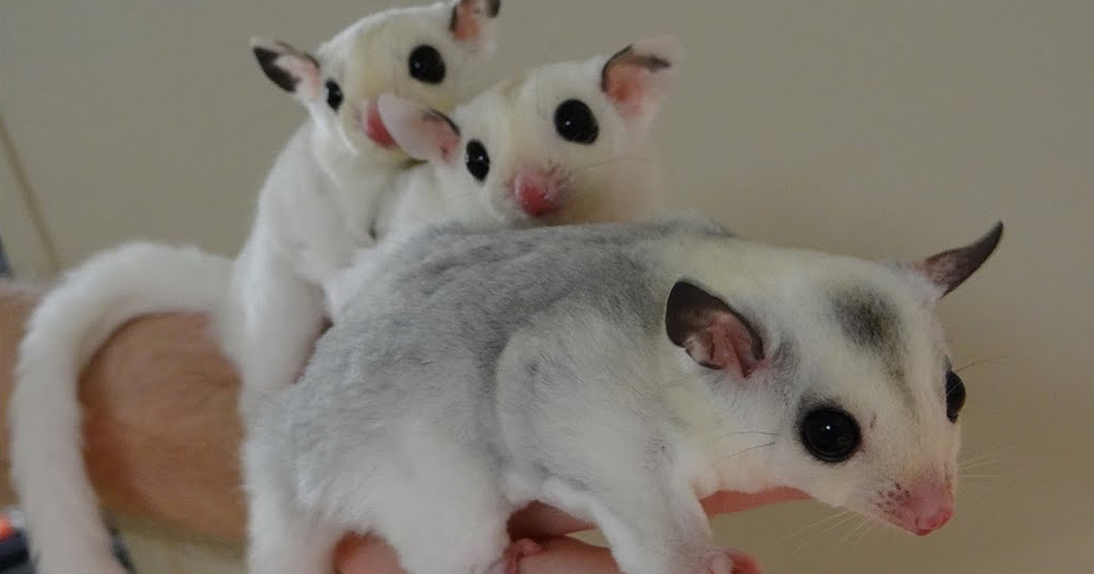 A Family Portrait of Cute Mosaic Sugar Gliders