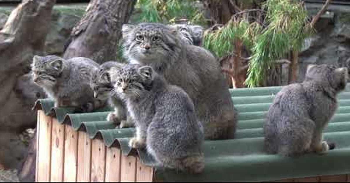 pallas cat kittens too cute